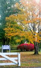 Tree With Fall Leaves In Prospect Park, Newport RI