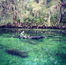 A boater passing a manatee at Blue Spring State Park near Daytona Beach