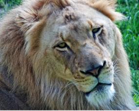 The official Fort Wayne Children's Zoo portrait of Bill the African Lion