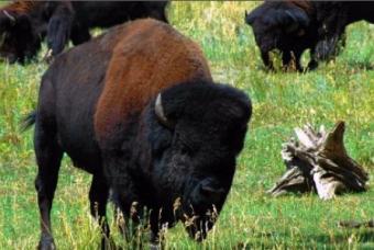 Buffalo Herd Nature Preserve