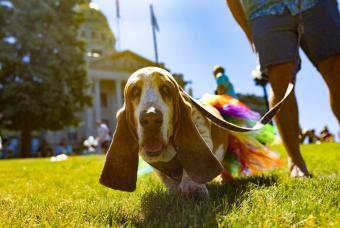 Mutt Strut