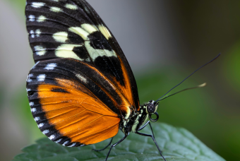 Beautiful Butterflies by Butterfly Pavilion