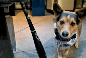 Dogs for Dogs: Opening Day at Magnolia