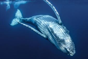 Immersive Voyager VR Experience