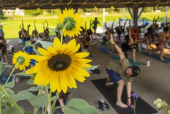 Vinyasa, Violins and Vino