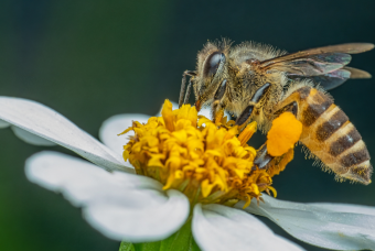 Bee the Change by Butterfly Pavilion
