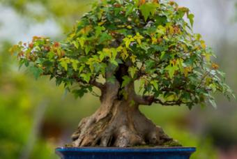 Advanced Bonsai Design