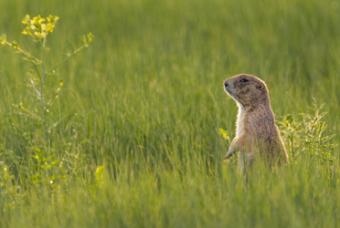 Prairie Pup Adventures
