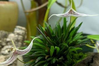 Orchids 201