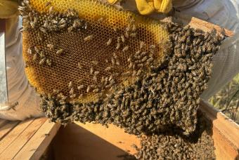Beekeeping 101