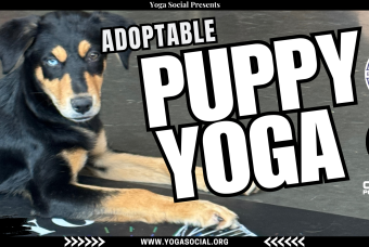 Adoptable Puppy Yoga + Social Hour