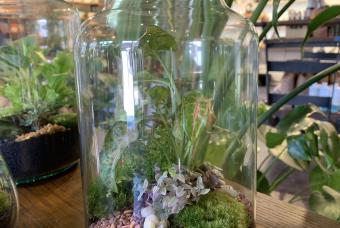 Moss Terrarium Workshop