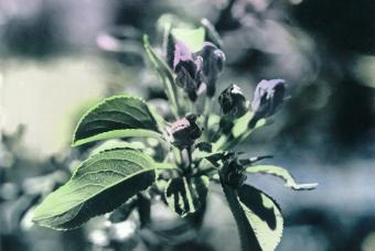 Chromatic Alchemy: Hand-Tinting Photos with Oil Paint