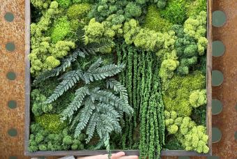 Make Your Own Moss Art