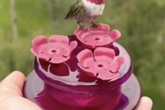 Immersive Mountain Hummingbird Experience