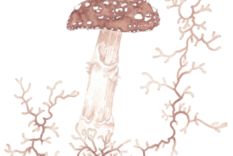 Drawing Fungi