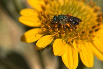 Colorado Native Bees Workshop