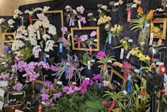 Denver Orchid Show and Sale