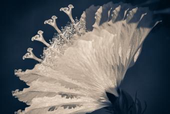 PhotoVox: In-Person Print Share