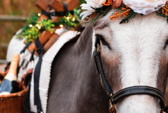 Cinco De Mayo at Kachina Cantina