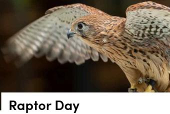 Raptor Day