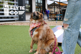 Dog Patio Party