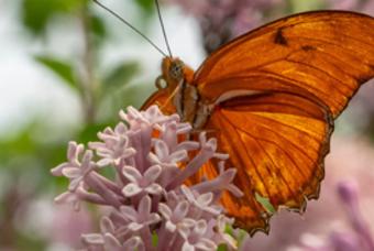 Benefits of Planting Native