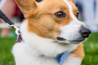 Yappy Hour