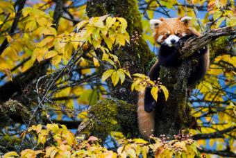 Wild Asia: Life at Extremes 3D