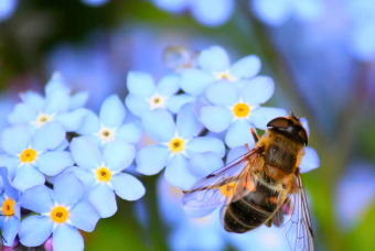Colorado Pollinators by Butterfly Pavilion
