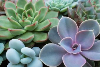 Rooted in Love: A Succulent Workshop