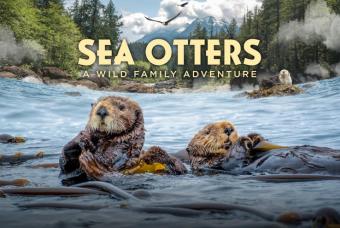 Sea Otters: A Wild Family Adventure