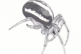 Tiny Hunters: Understanding Spiders through Drawing