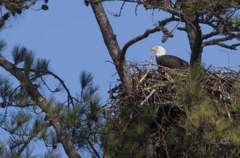 Eagle Awareness Weekends Feature Raptor Viewing, Guided Field Trips, Photo Opportunities and More