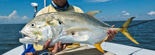 Southern Fly Expeditions — Jack Crevalle - GT's of the Gulf of