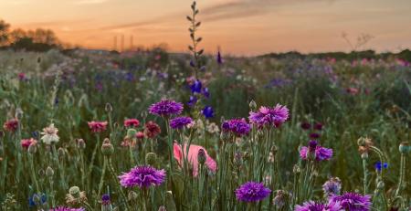 Flowers at Gray Branch Road parkland