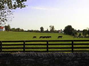Horse Capital Of The World Lexington Kentucky Visitor Information