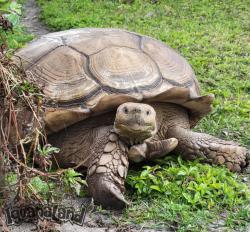Tortoise at IguanaLand