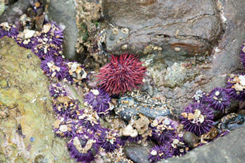 Coronado-Beach-Tide-Pools