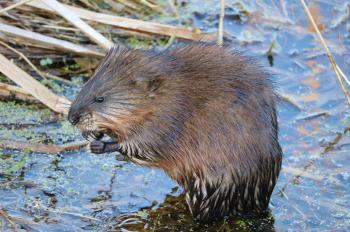 Muskrat at Juanita Bay