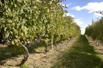Wineries vineyard