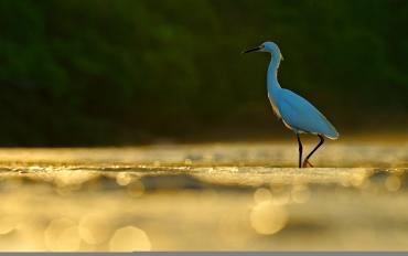 Snowy Egret in Punta Gorda/Englewood Beach