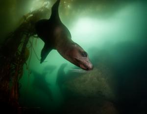 seal