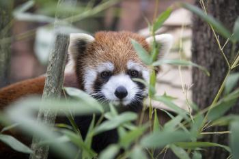 Red Pandas at the Columbus Zoo and Aquarium
