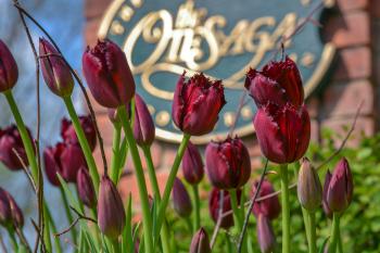 Otesaga Blooms