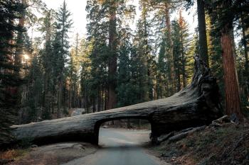 Log fallen across road with tunnel carved out for vehicles to pass under