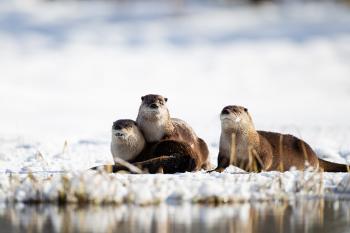 Winter Otters - Jay Kazen