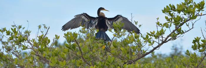 Cormorant Bird