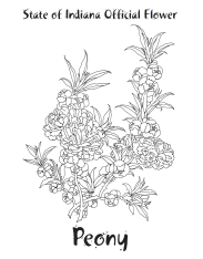 Peony Coloring Page