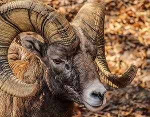 Bighorn Sheep | Pixabay